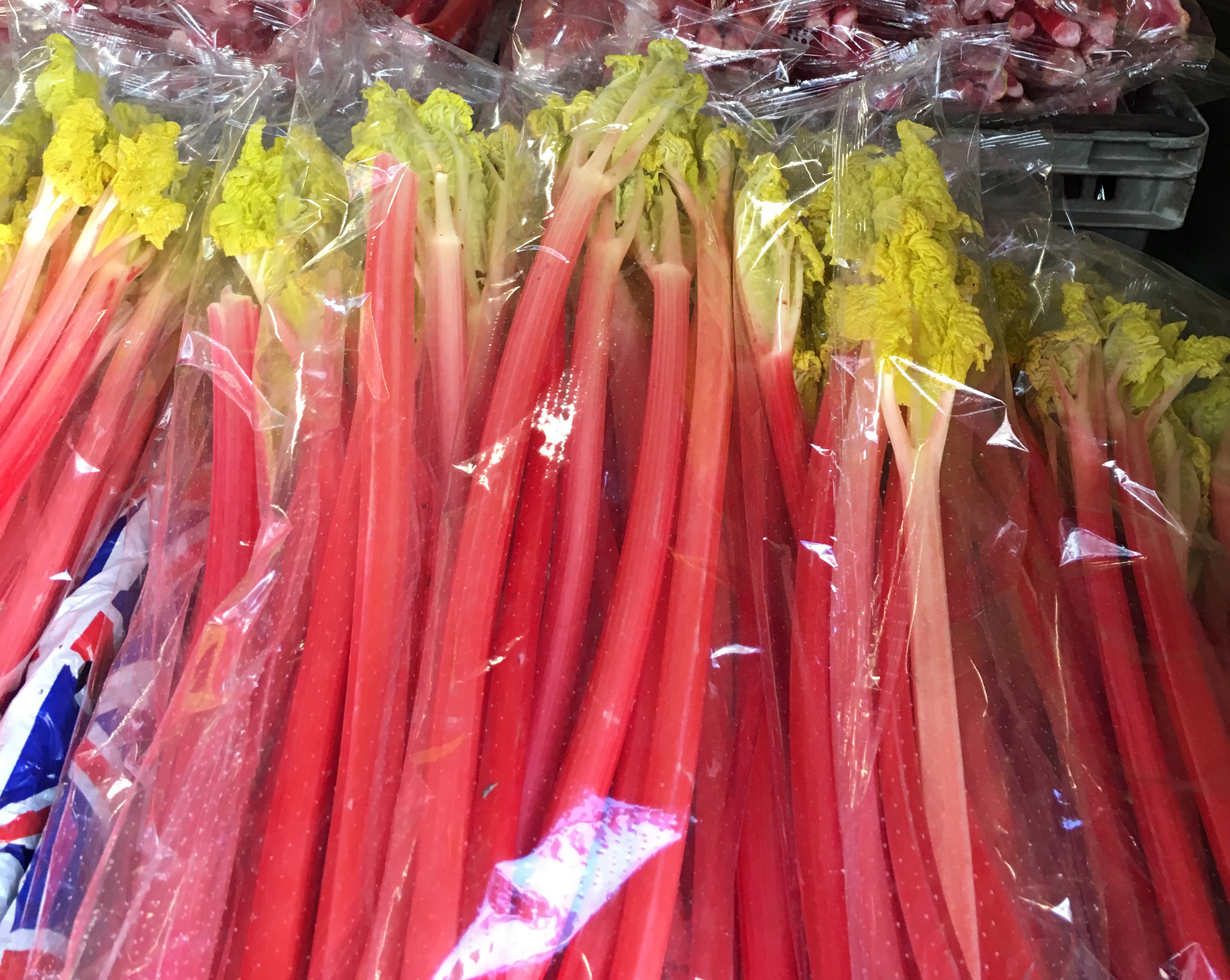 forced rhubarb ready for sale